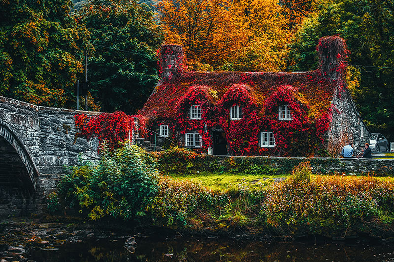 house-covered-with-red-flowering-plant-redux house-covered-with-red-flowering-plant-redux